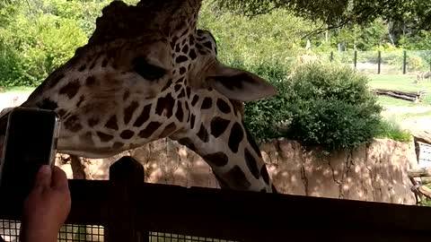 Giraffe at Dallas Zoo