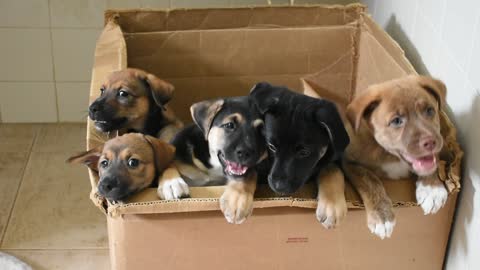 Puppies in a box by Dogs in Brazil.