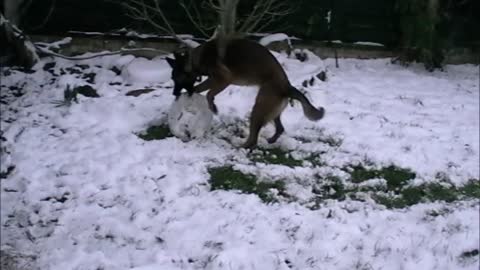 Dog learns how to build a snowman