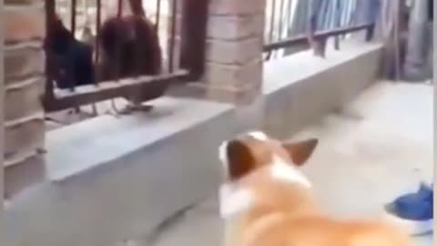 Crazy Cock vs Dog Funny Animal Attack Video.