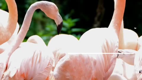 It's beautiful view of birds in river