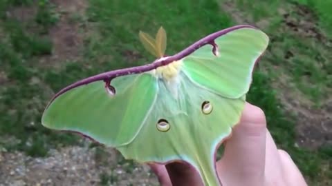 Actias Luna Moth - Green Lunar Moth