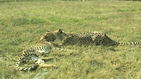 The true love between the cheetah