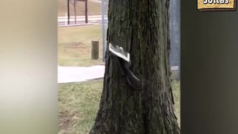 Meet the squirrel who likes to read the newspaper every morning