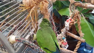 Parrot Builds Fettuccine Nest!