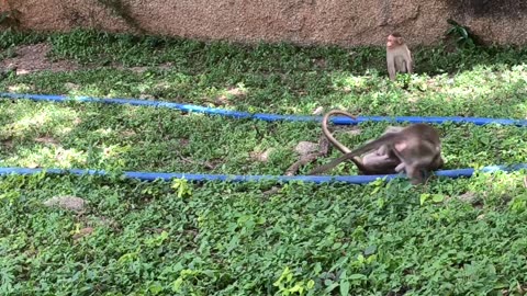 Amazing all cute baby monkey playing national video in India park 😀🥰🥰