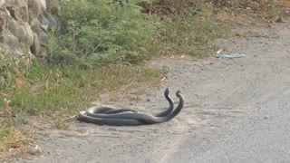 Black Whip Snake Romance