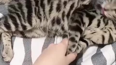 Cute baby bengal