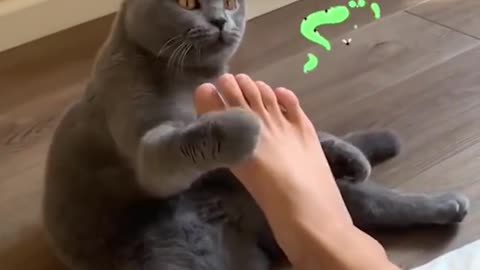 OMG So Cute 🥰 Best Funny Cat Videos