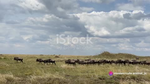 Wildlife of the Serengeti: The Great Migration and Beyond