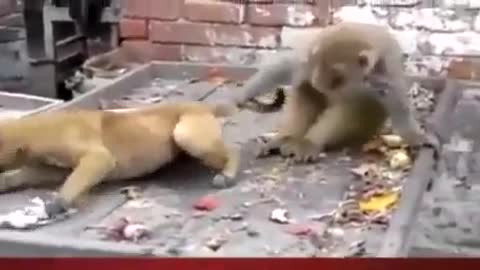 Monkey harasses puppy, pulls tail in humour - hilarious sequence