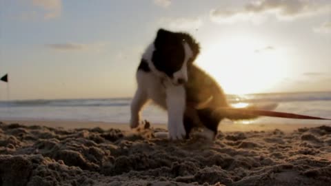 Husky Attractive video dog in beach