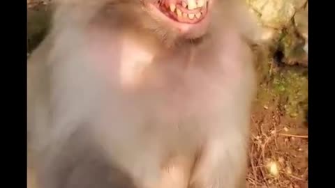 yt1s.com - OMG Never Seen Before Monkey Laugh Funny Video In 2020