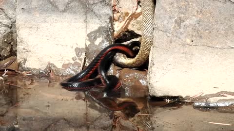 Snake Struggle at the River