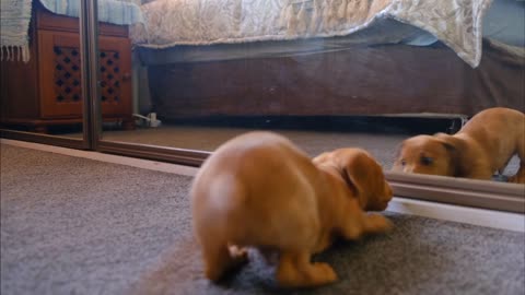 Funny Dog plays mith mirror image