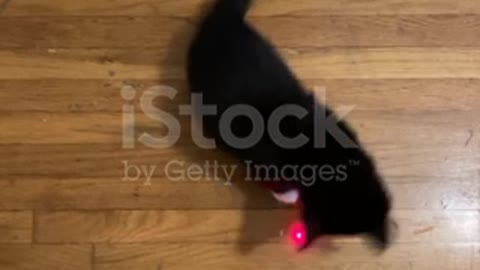 Funny Kitten chases red dot from laser pointer❤️🥰