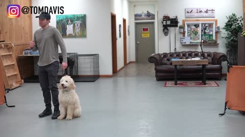HOW TO TEACH ANY DOG TO WALK NICE ON THE LEASH