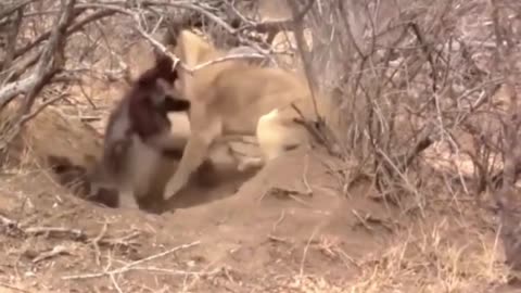 Amazing power! Lion pulls warthog from cave