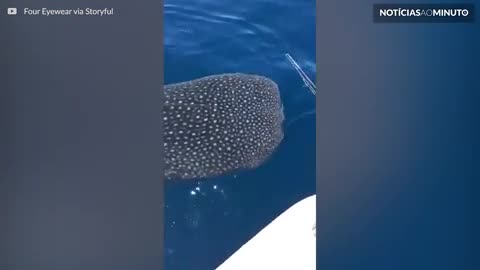 Curioso Tubarão-baleia interage com pescadores
