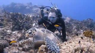 Diver Perform Selfie With Creatures Under water