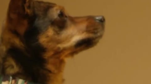 Dog training video in English