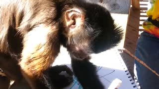 Boomer Capuchin Monkey Drawing at North Georgia Zoo draws for guests