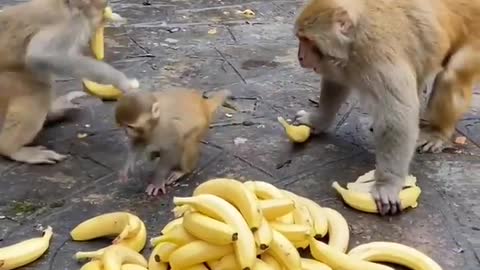 Monkey gift Banana