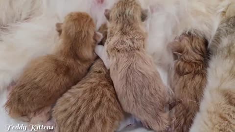 Ophelia gave birth to beautiful kittens of different colors