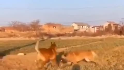 Crazy and funny animal video