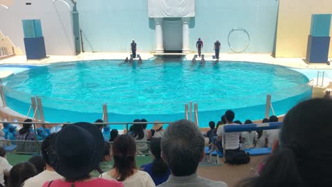 Japan Kobe Aquarium Dolphin Stunts