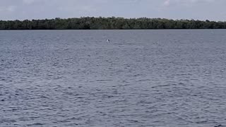 Hawk catches fish, Lover's Key State Park, FL