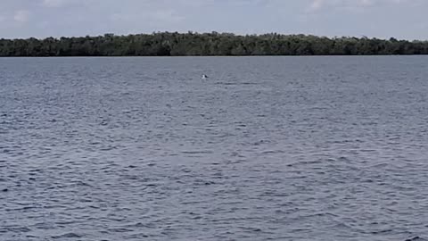 Hawk catches fish, Lover's Key State Park, FL