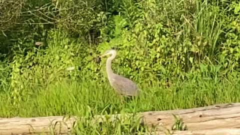 Great blue heron catches a turtle