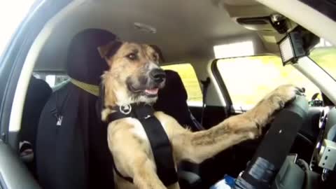 The Dog driving too fast than other dog