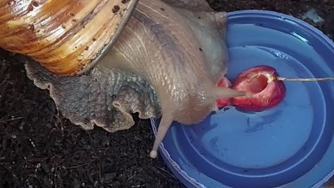 Achatina snail eats cherries