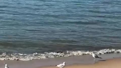 seagulls playing on the beach