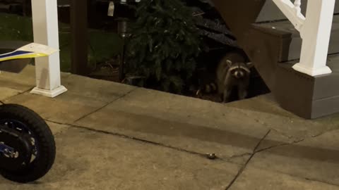 Raccoons Eat Doughnuts out of our hands