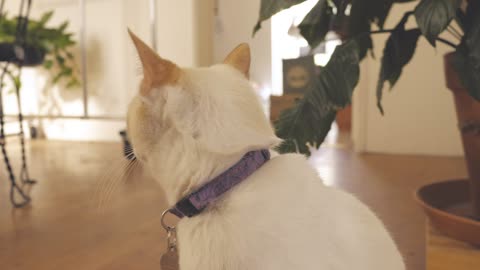 A white cat sits in front of a white wall