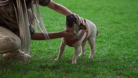 Portrait of a pug standing on grass while its owner wiping the dog face with napkin