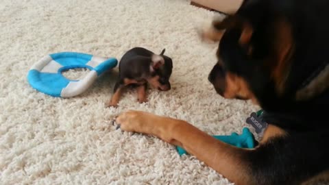 Attack teacup chihuahua in training