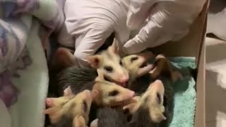 Plentiful Possum Babies