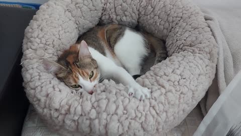 Adorable cat making biscuits in her little bed 🥰