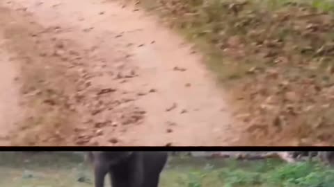 Psycho elephant video🤣🤣