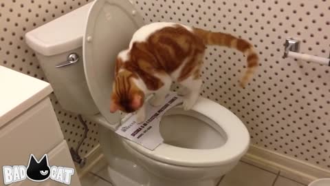 Cat Toilet Training[Step by Step]