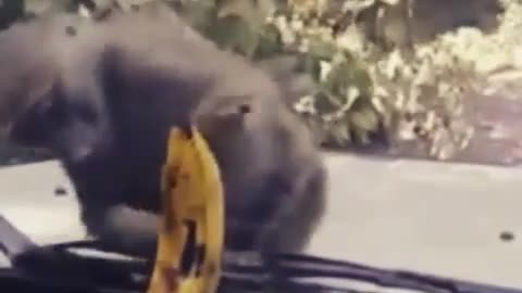 Funny videos of Monkey trying to eat banana