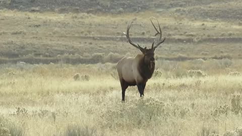 Bull Elk in Yellowstone