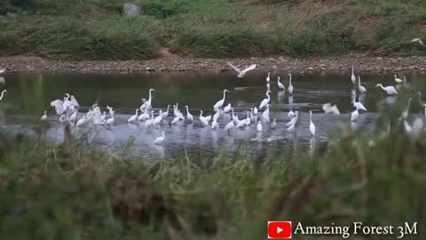 Amazon Wildlife - Animals That Call The Jungle Home - Amazon Rainforest - Relaxing Music -Wildlife