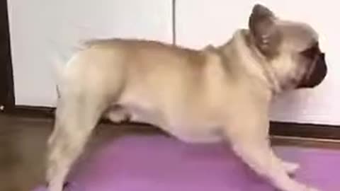 funny pug doing yoga training, cute dog for yoga instruct