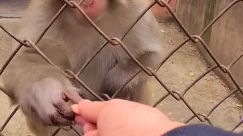 funny monkey