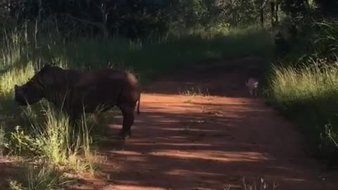El video de un gato jugando con un rinoceronte bebé hace reflexionar a miles de personas